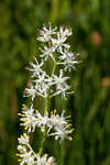 Coastal false asphodel